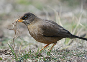 falkland thrush link